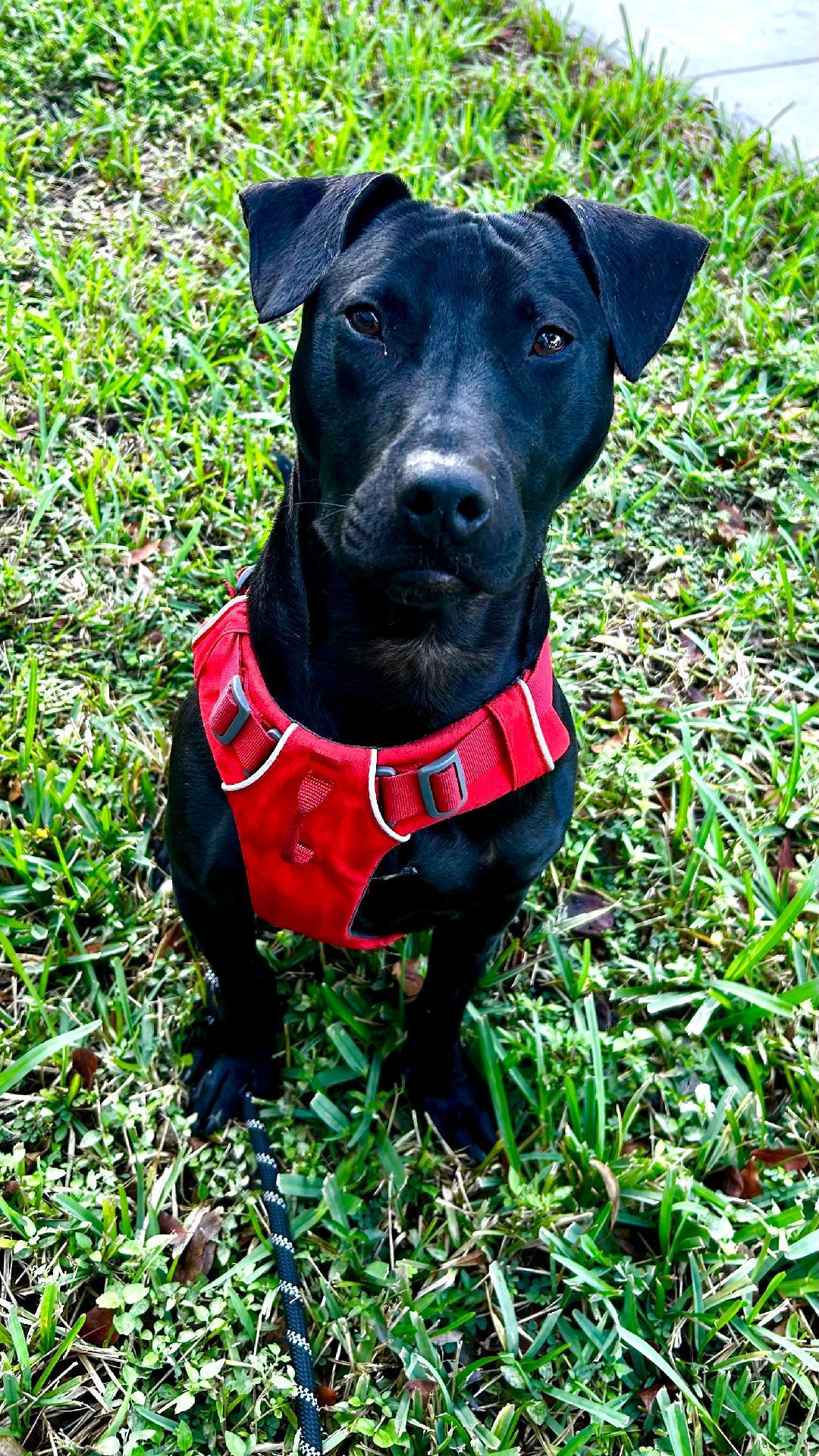 Chip, ADOPTABLE, Young Male Labrador Retriever.