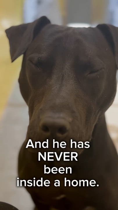 Enlarge Chip, a ADOPTABLE mixed breed in Coconut Creek, FL video 4/6