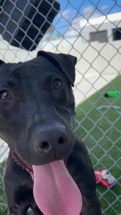 Enlarge Chip, a ADOPTABLE mixed breed in Coconut Creek, FL video 3/3