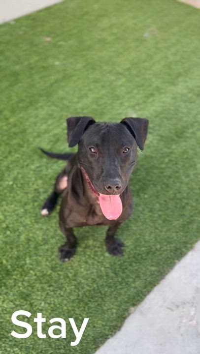 Enlarge Chip, a ADOPTABLE mixed breed in Coconut Creek, FL video 3/3