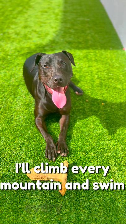 Enlarge Chip, a Adoptable mixed breed in Coconut Creek, FL video 3/5