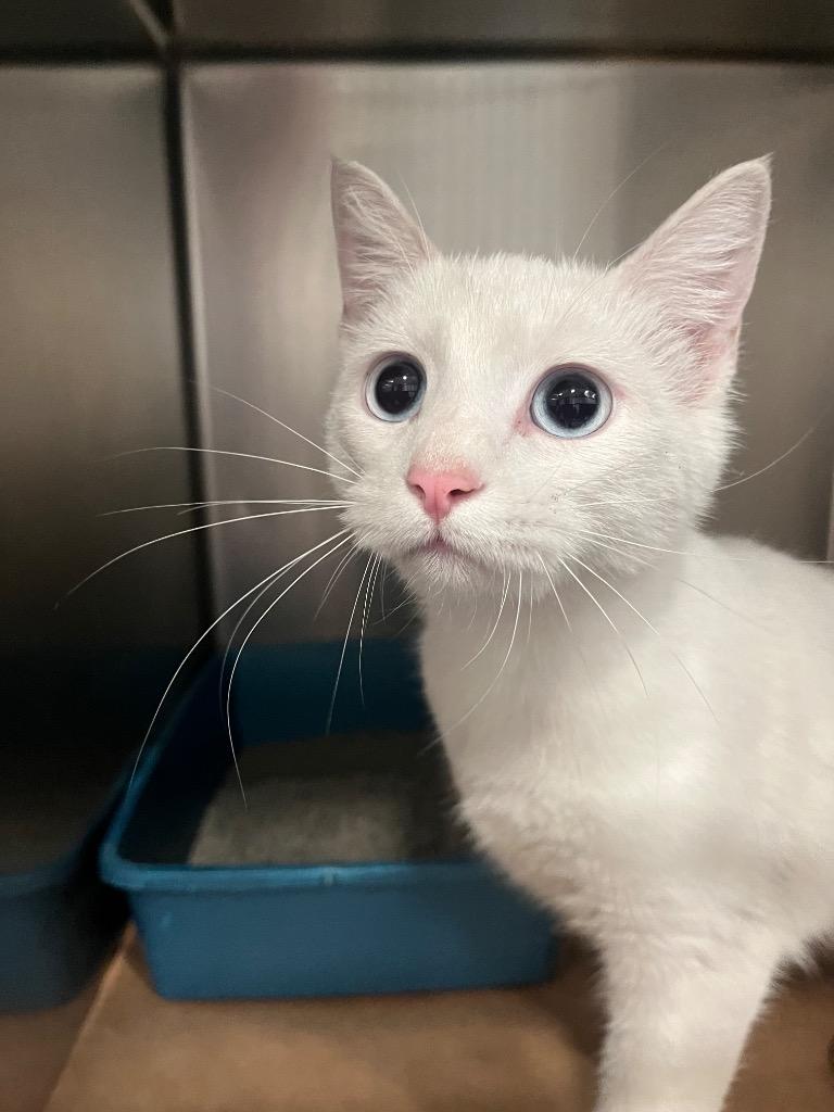 Cleo, Adoptable, Young Female Domestic Short Hair.