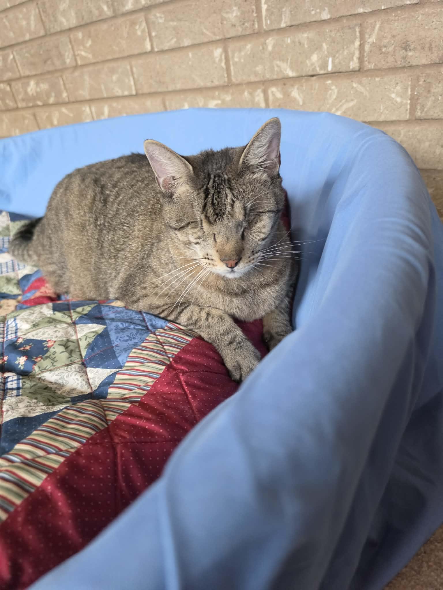 Mose, Adoptable, Adult Male Domestic Short Hair.