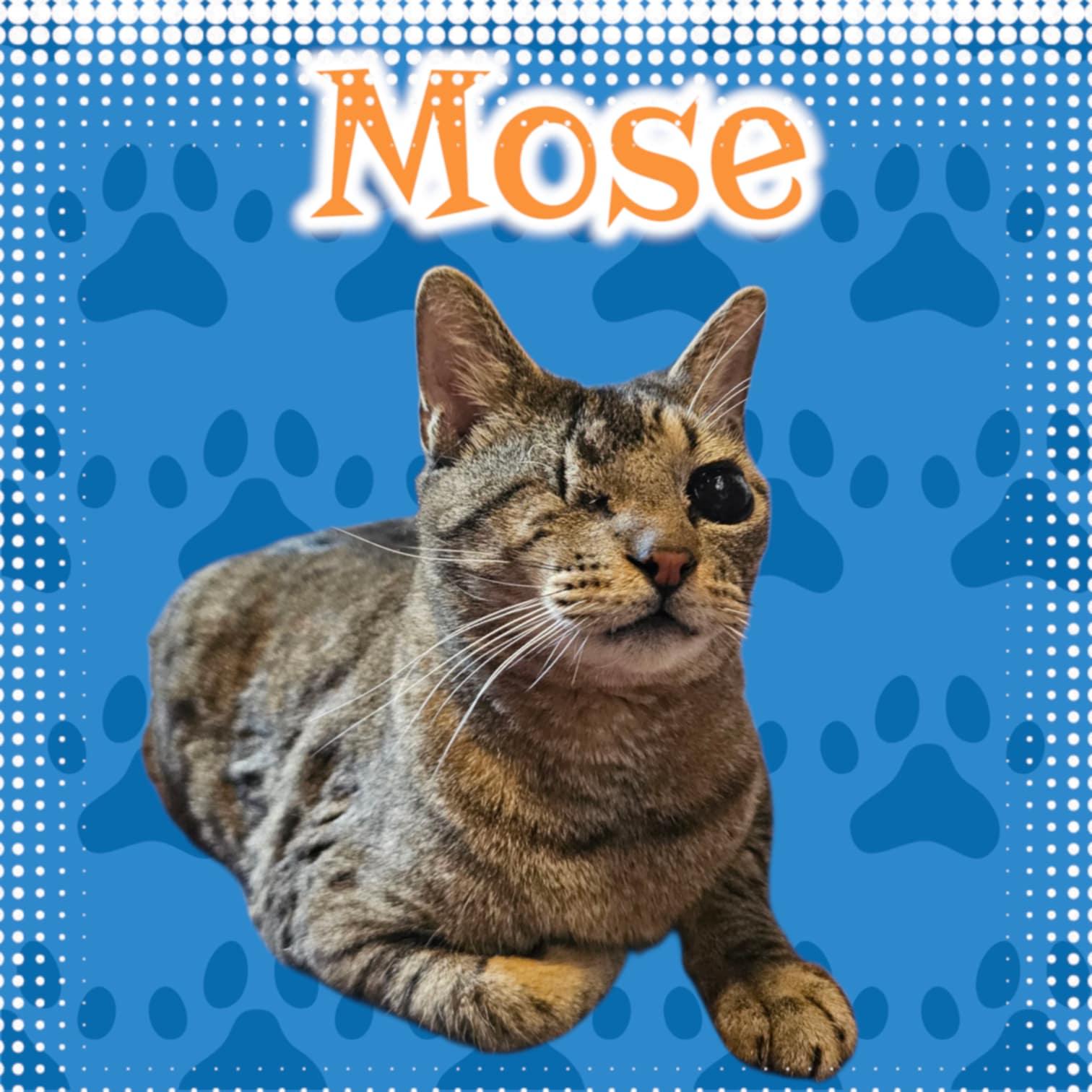 Enlarge Mose, a Adoptable mixed breed in San Angelo , TX image 1/4
