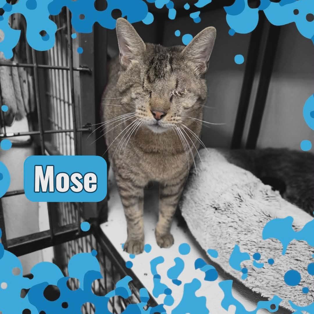 Enlarge Mose, a Adoptable mixed breed in San Angelo , TX image 2/4