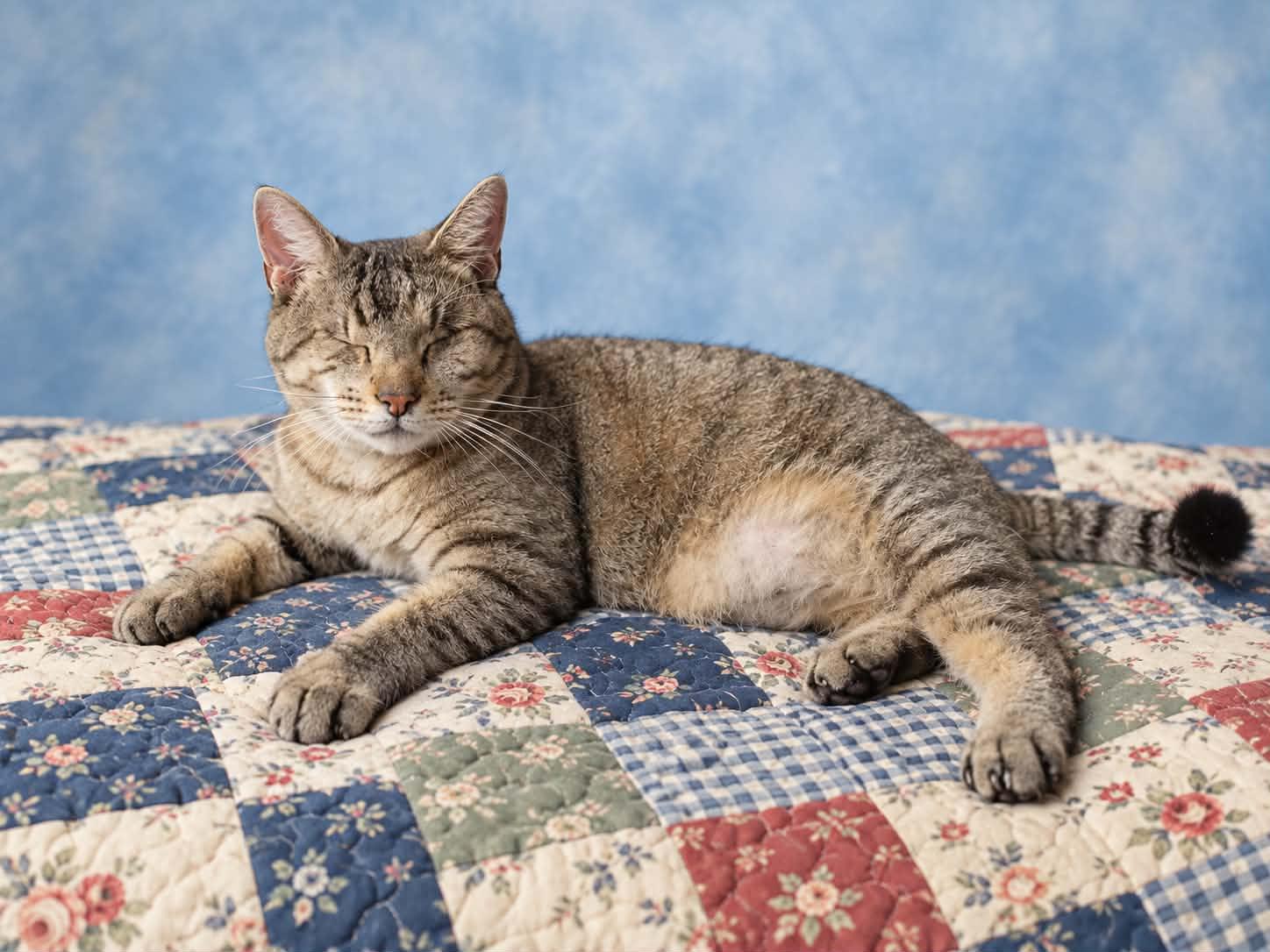 Enlarge Mose, a Adoptable mixed breed in San Angelo , TX image 2/6