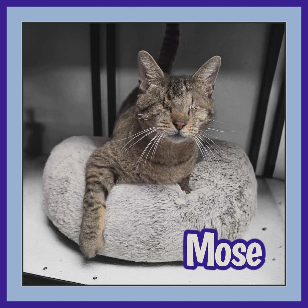 Enlarge Mose, a Adoptable mixed breed in San Angelo , TX image 3/4