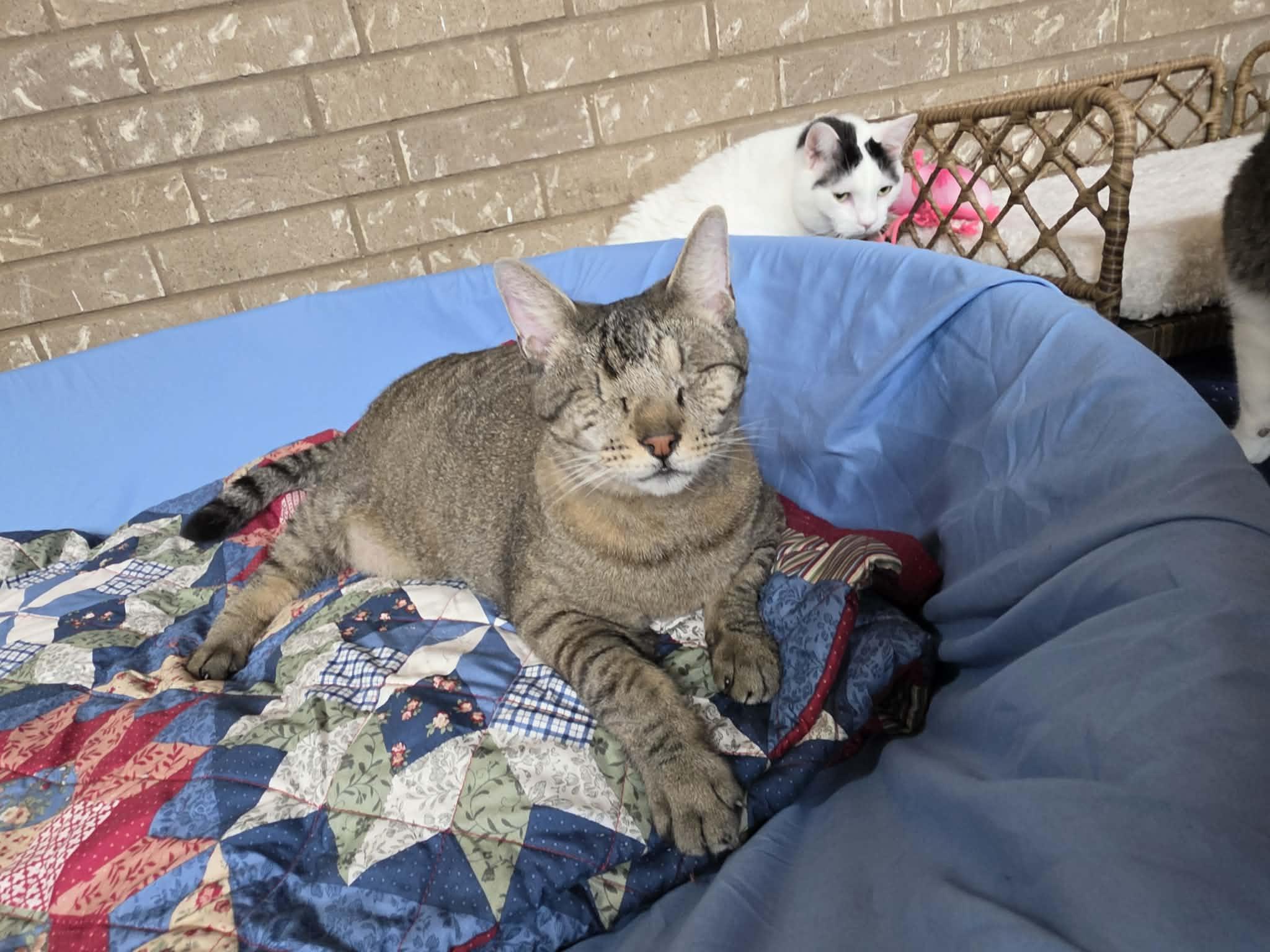 Enlarge Mose, a Adoptable mixed breed in San Angelo , TX image 5/6