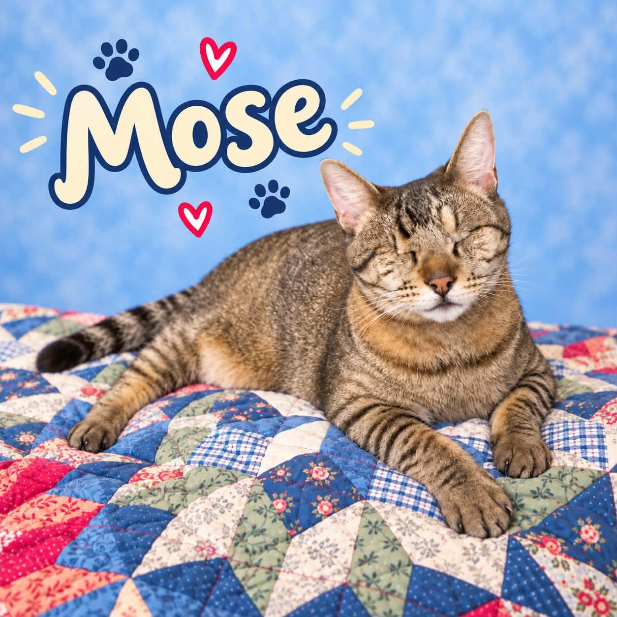 Enlarge Mose, a Adoptable mixed breed in San Angelo , TX image 6/6