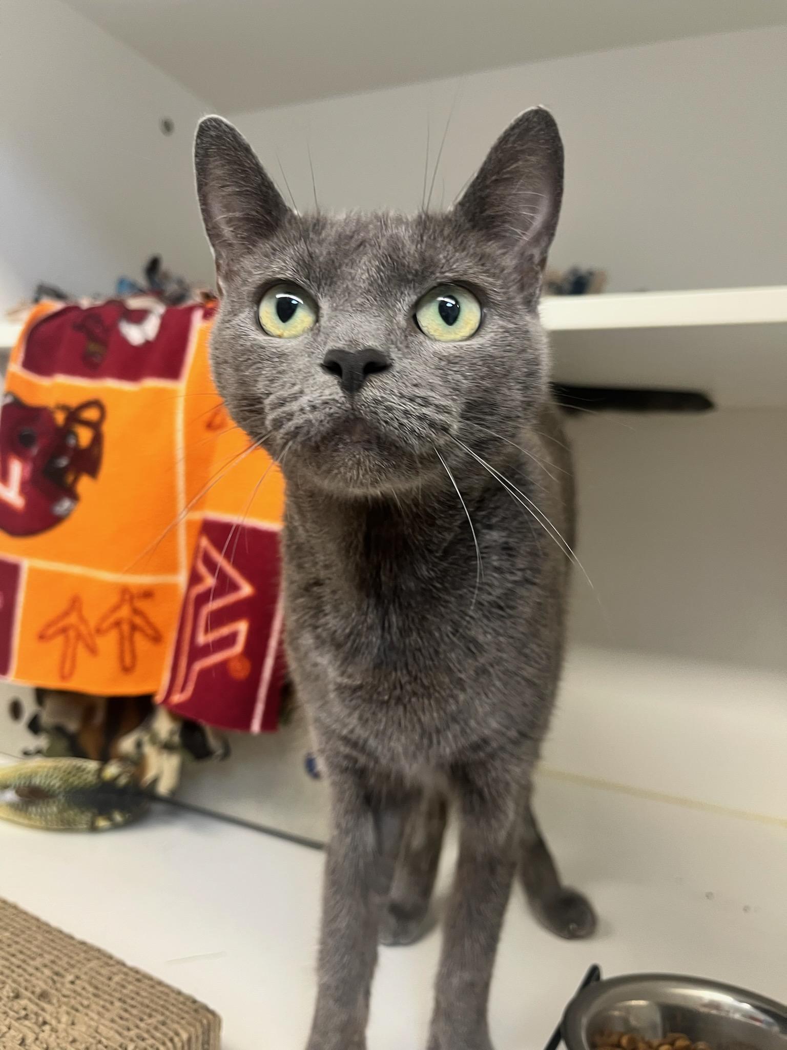 Sky (ID 50813), ADOPTABLE, Adult Female Domestic Short Hair.