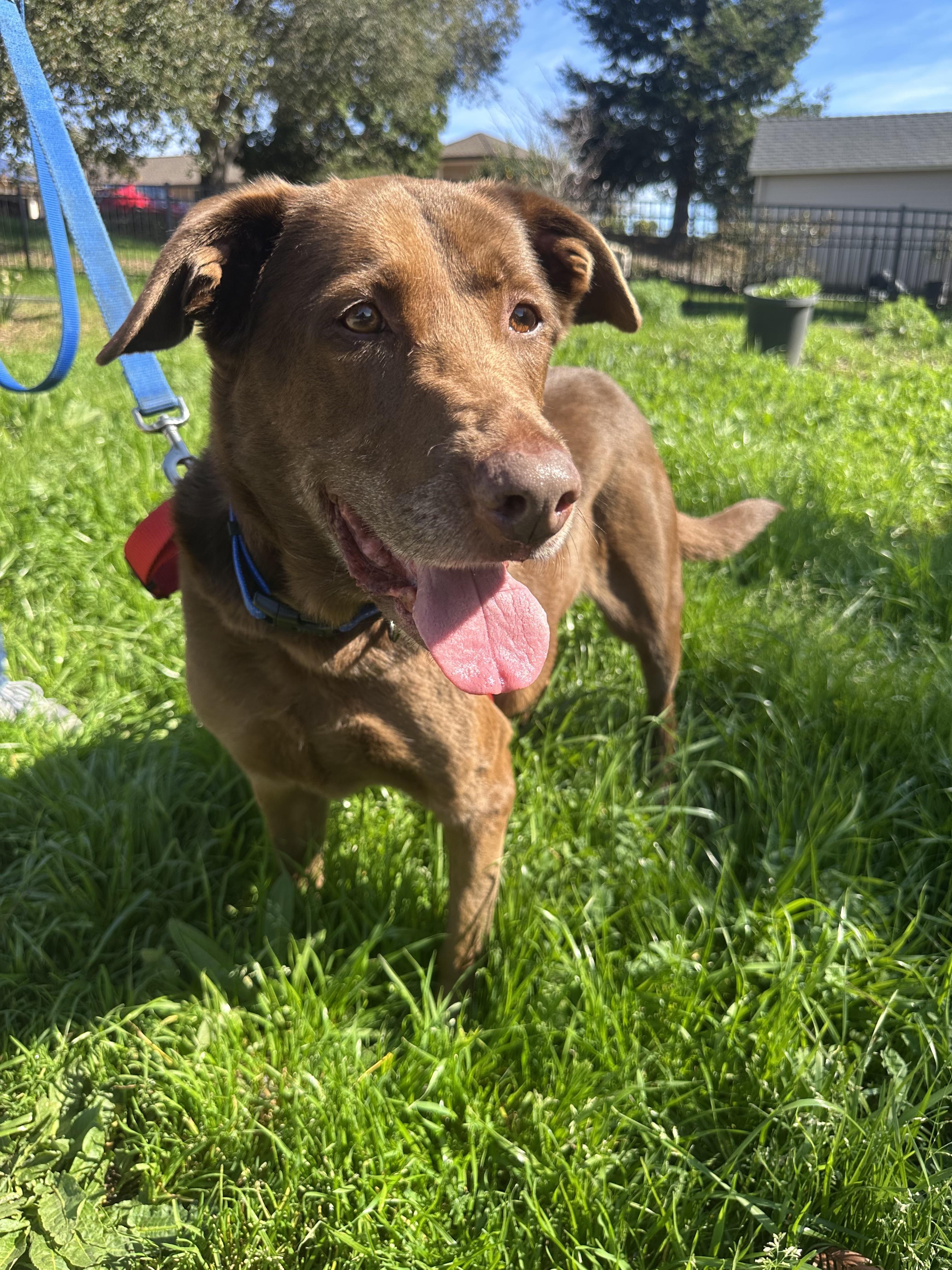 Enlarge Bella, an adopted mixed breed in Petaluma, CA image 2/2