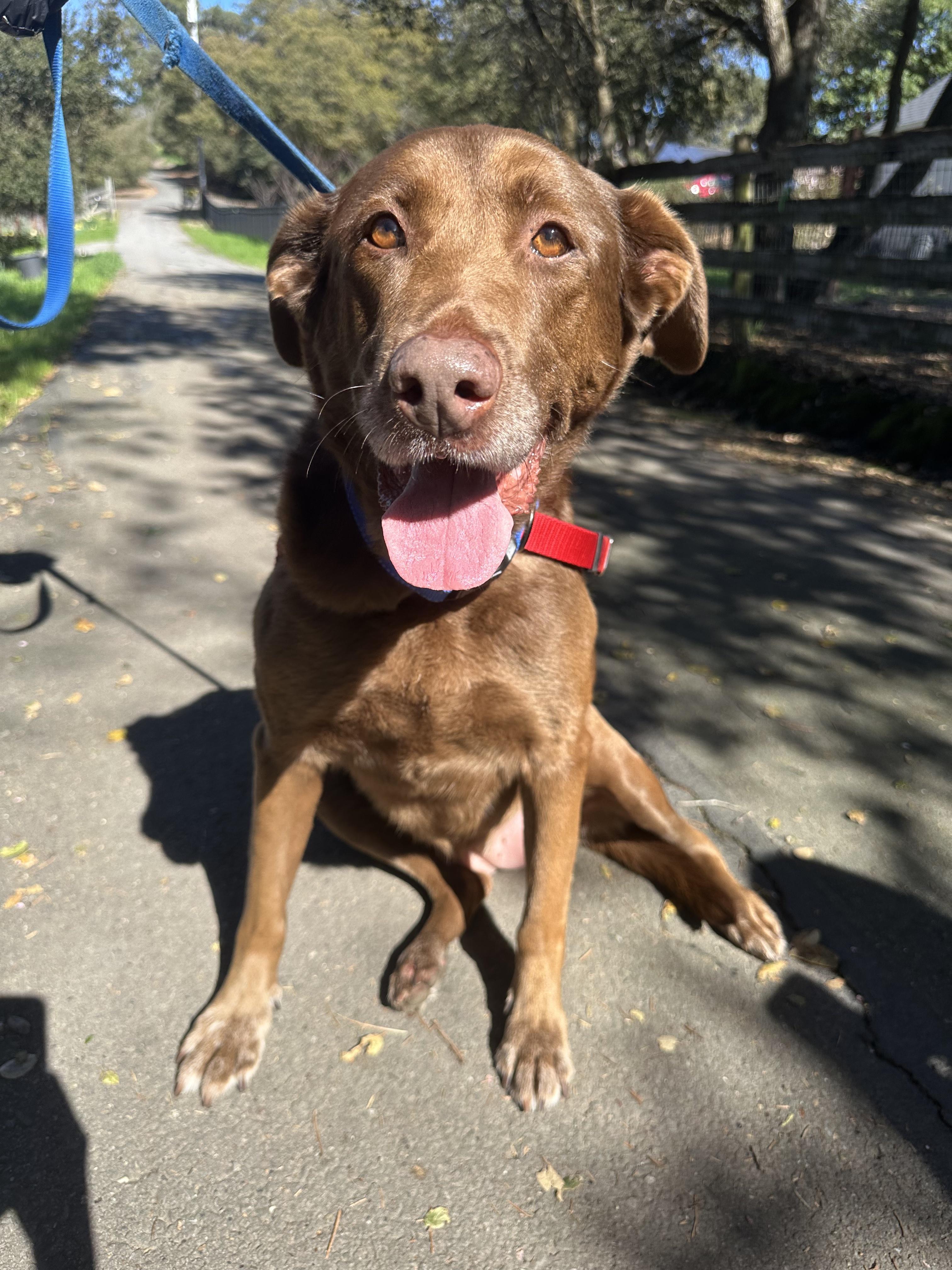 Bella, adopted, Senior Female Chocolate Labrador Retriever.
