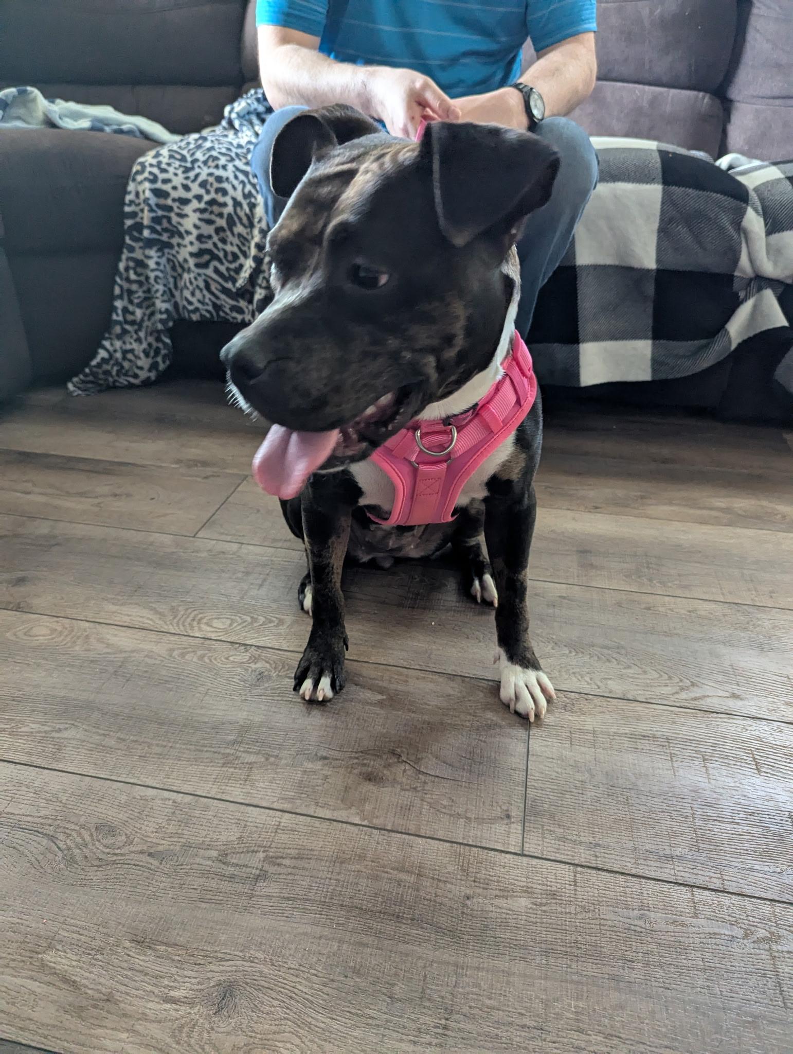 Enlarge Lady Panther, a Adoptable mixed breed in Bloomfield Hills, MI image 5/5