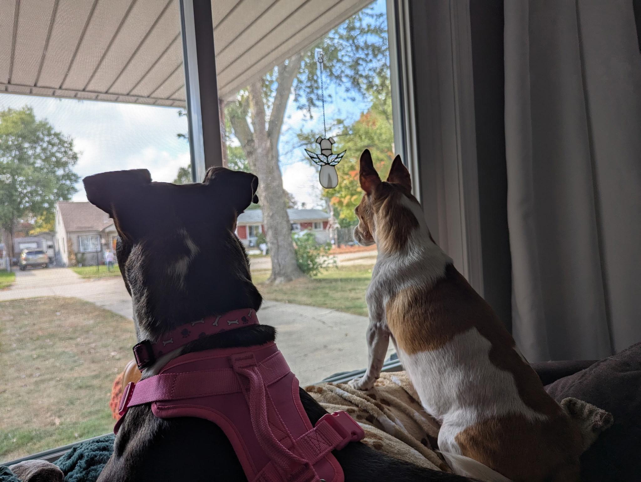 Enlarge Lady Panther, a Adoptable mixed breed in Bloomfield Hills, MI image 3/5