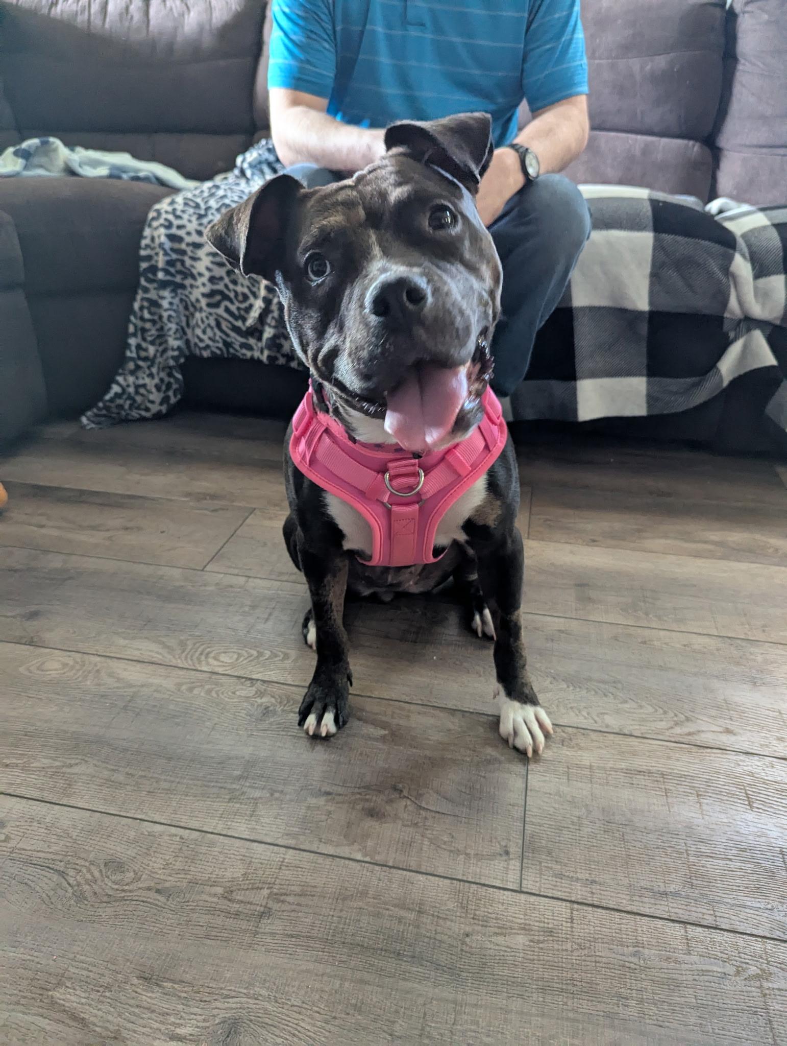 Enlarge Lady Panther, a Adoptable mixed breed in Bloomfield Hills, MI image 4/5