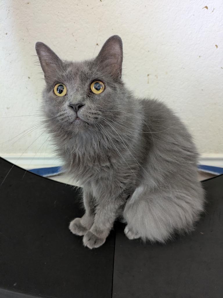 Macy Gray, Adoptable, Adult Female Domestic Short Hair.