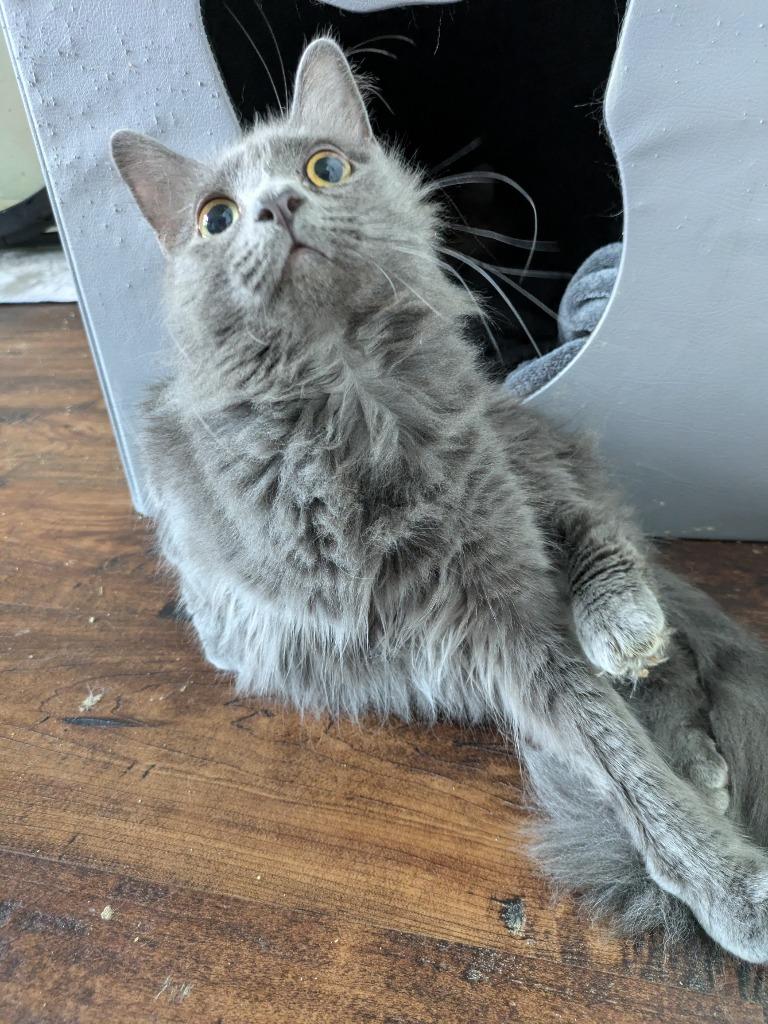 Macy Gray, a Adoptable Domestic Short Hair in San Antonio, TX image 1/6