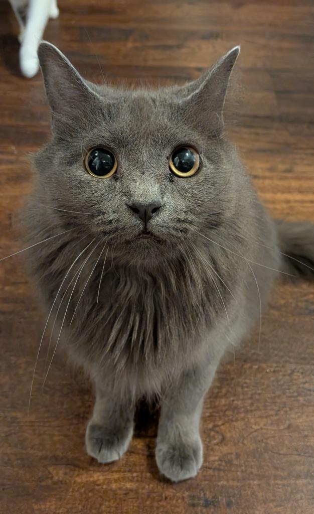 Enlarge Macy Gray, a Adoptable Domestic Short Hair in San Antonio, TX image 2/6