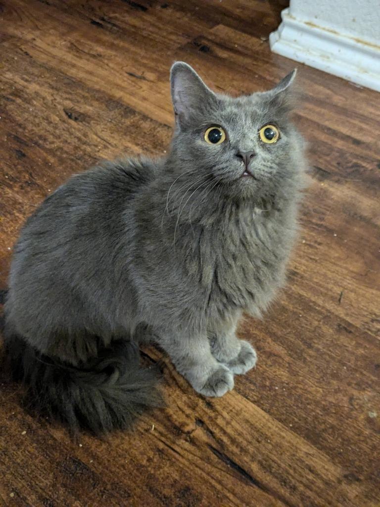 Enlarge Macy Gray, a Adoptable Domestic Short Hair in San Antonio, TX image 1/6