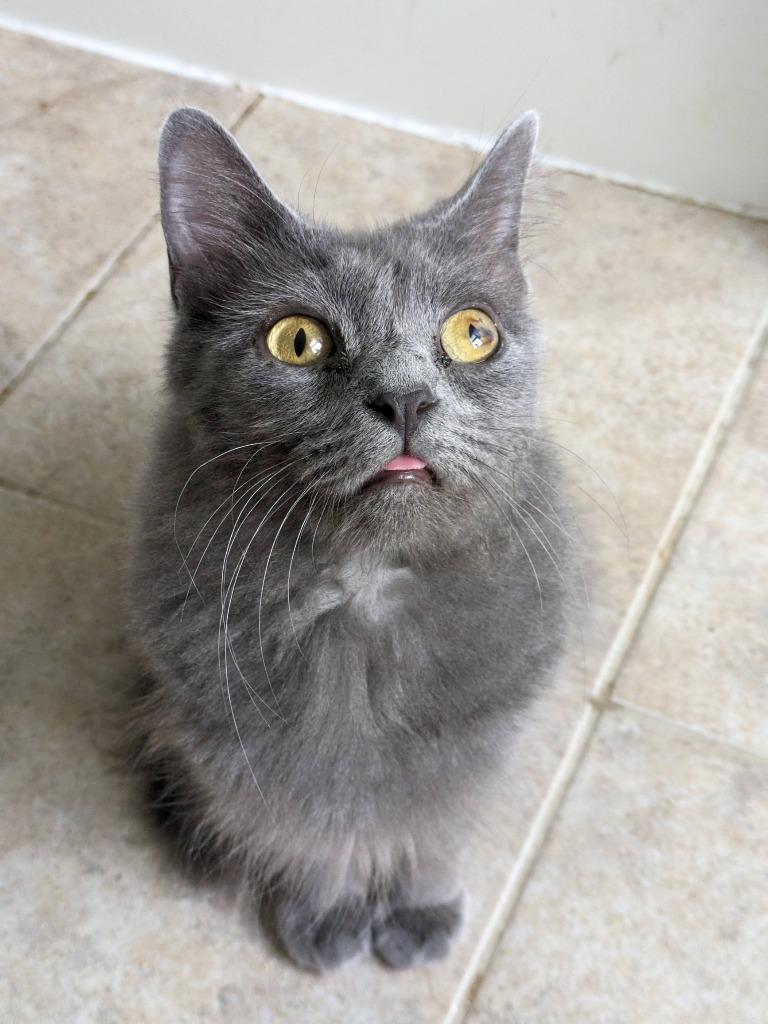 Macy Gray, a Adoptable Domestic Short Hair in San Antonio, TX image 2/6