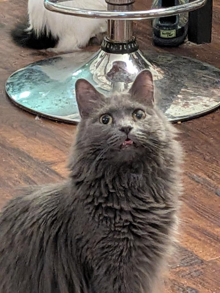 Enlarge Macy Gray, a Adoptable Domestic Short Hair in San Antonio, TX image 4/6