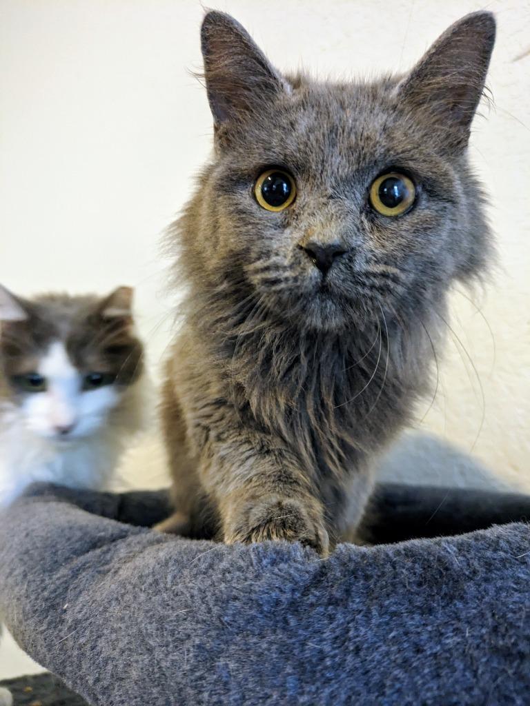 Enlarge Macy Gray, a Adoptable Domestic Short Hair in San Antonio, TX image 3/6