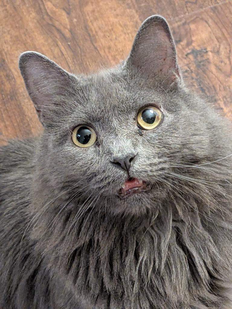 Enlarge Macy Gray, a Adoptable Domestic Short Hair in San Antonio, TX image 4/6