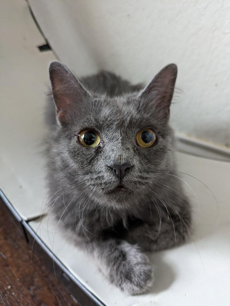 Enlarge Macy Gray, a Adoptable Domestic Short Hair in San Antonio, TX image 5/6