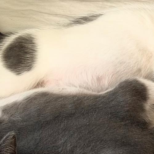 Enlarge Rosie, a Adoptable Domestic Short Hair in Durham, NC image 1/6