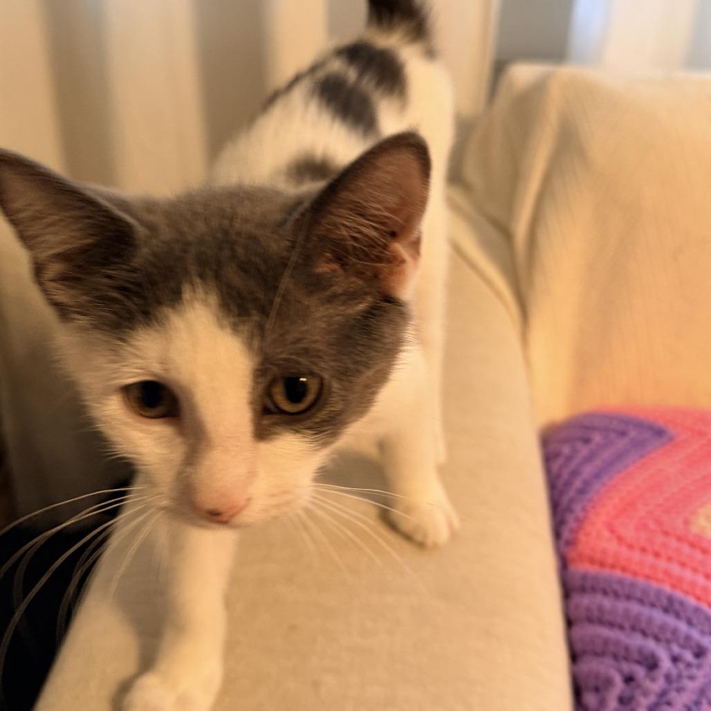 Enlarge Rosie, a Adoptable Domestic Short Hair in Durham, NC image 3/6