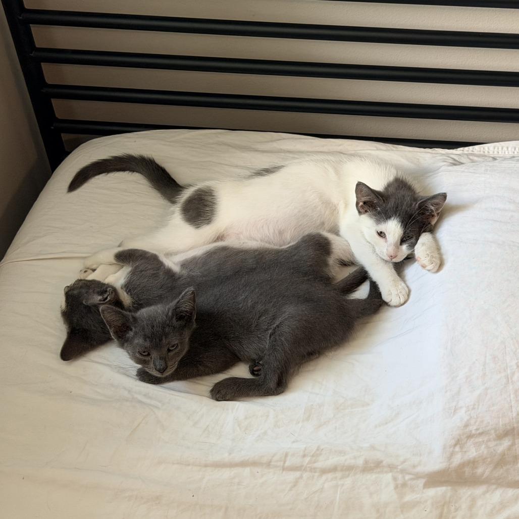 Enlarge Rosie, a Adoptable Domestic Short Hair in Durham, NC image 5/6