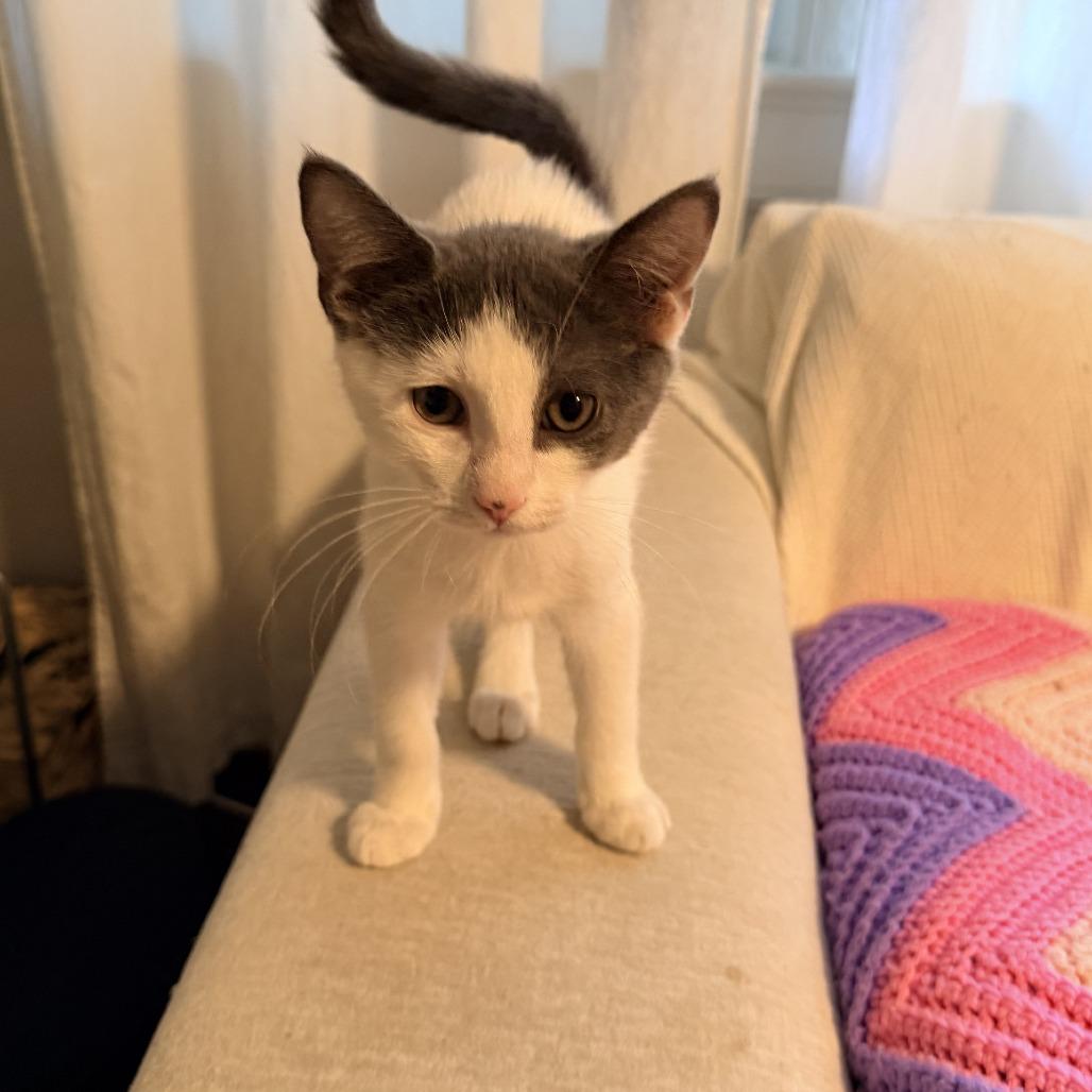 Enlarge Rosie, a Adoptable Domestic Short Hair in Durham, NC image 6/6