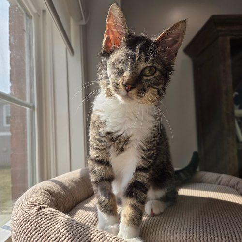 Zenith, Adoptable, Young Male Domestic Short Hair & Tabby.