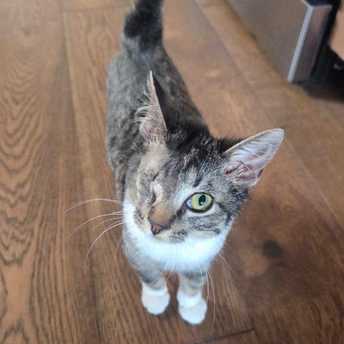 Enlarge Zenith, a Adoptable mixed breed in Knoxville, TN image 2/5