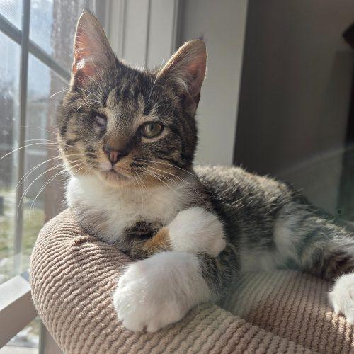 Enlarge Zenith, a Adoptable mixed breed in Knoxville, TN image 3/5