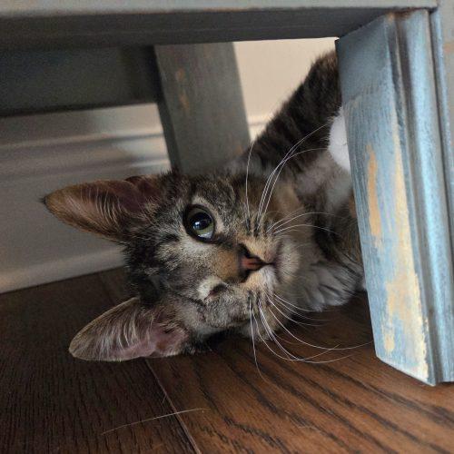 Enlarge Zenith, a Adoptable mixed breed in Knoxville, TN image 4/5