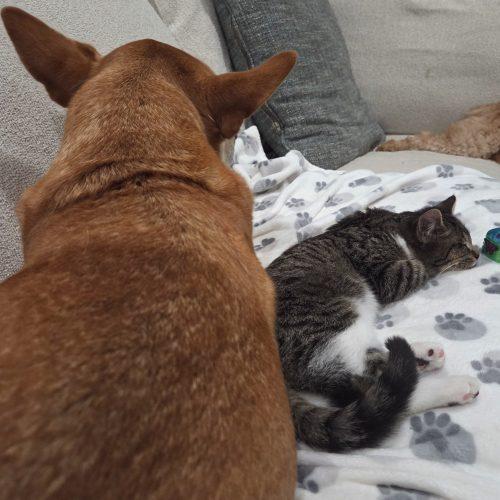 Enlarge Zenith, a Adoptable mixed breed in Knoxville, TN image 5/5