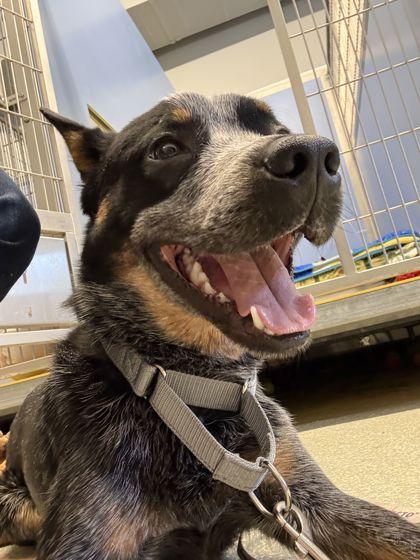 Beans, Adoptable, Adult Male Australian Cattle Dog / Blue Heeler & Mixed Breed.