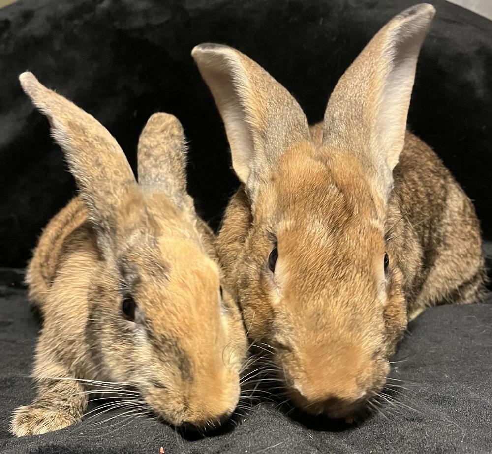 Elton, Adoptable, Young Male Bunny Rabbit.