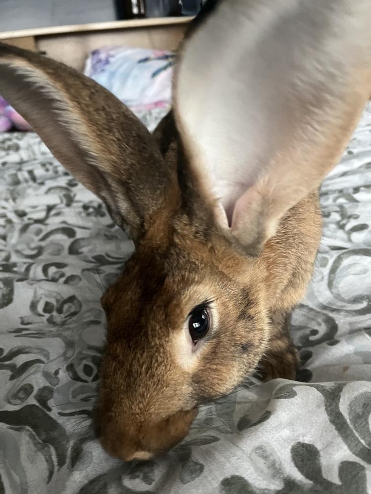 Enlarge Elton, a Adoptable Bunny Rabbit in Westford, MA image 2/6