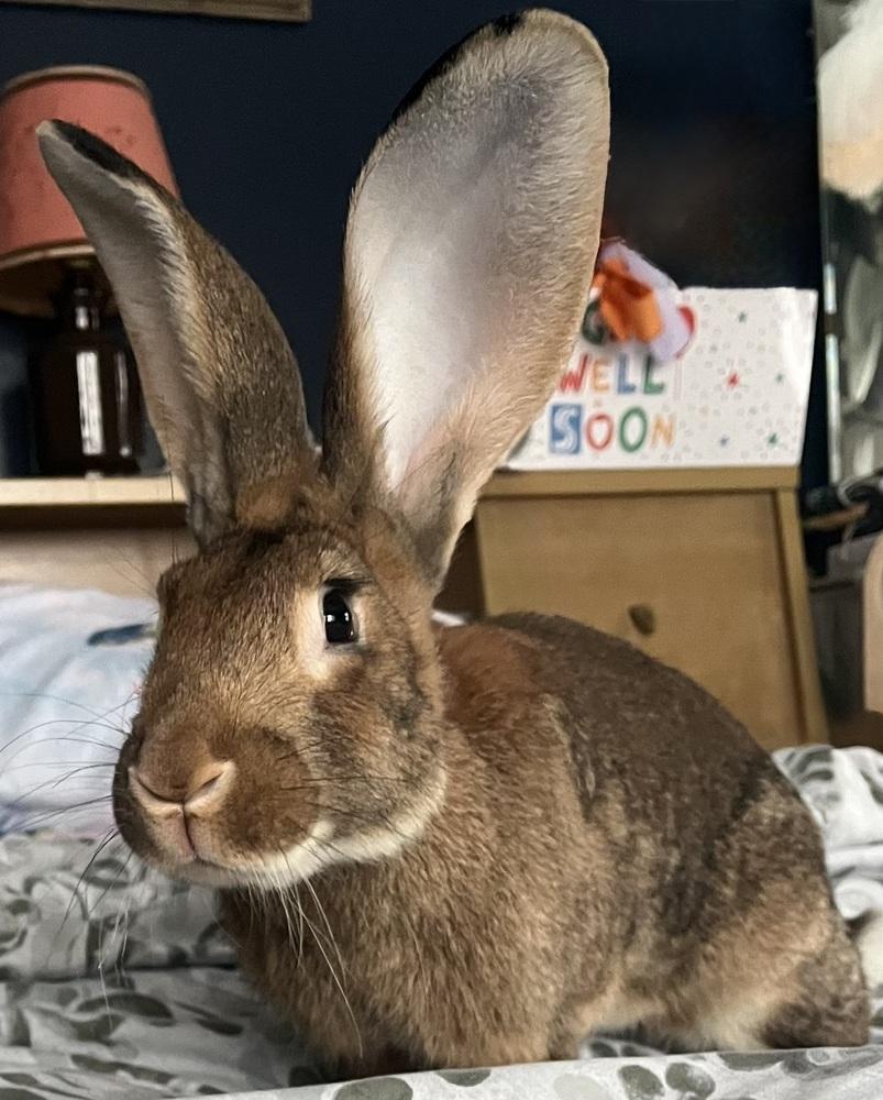 Enlarge Elton, a Adoptable Bunny Rabbit in Westford, MA image 6/6