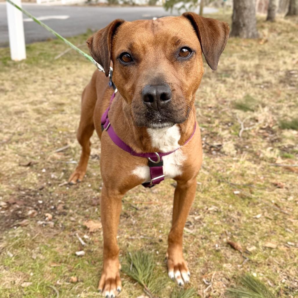 Ruby Red, Adoptable, Adult Female Black Mouth Cur.