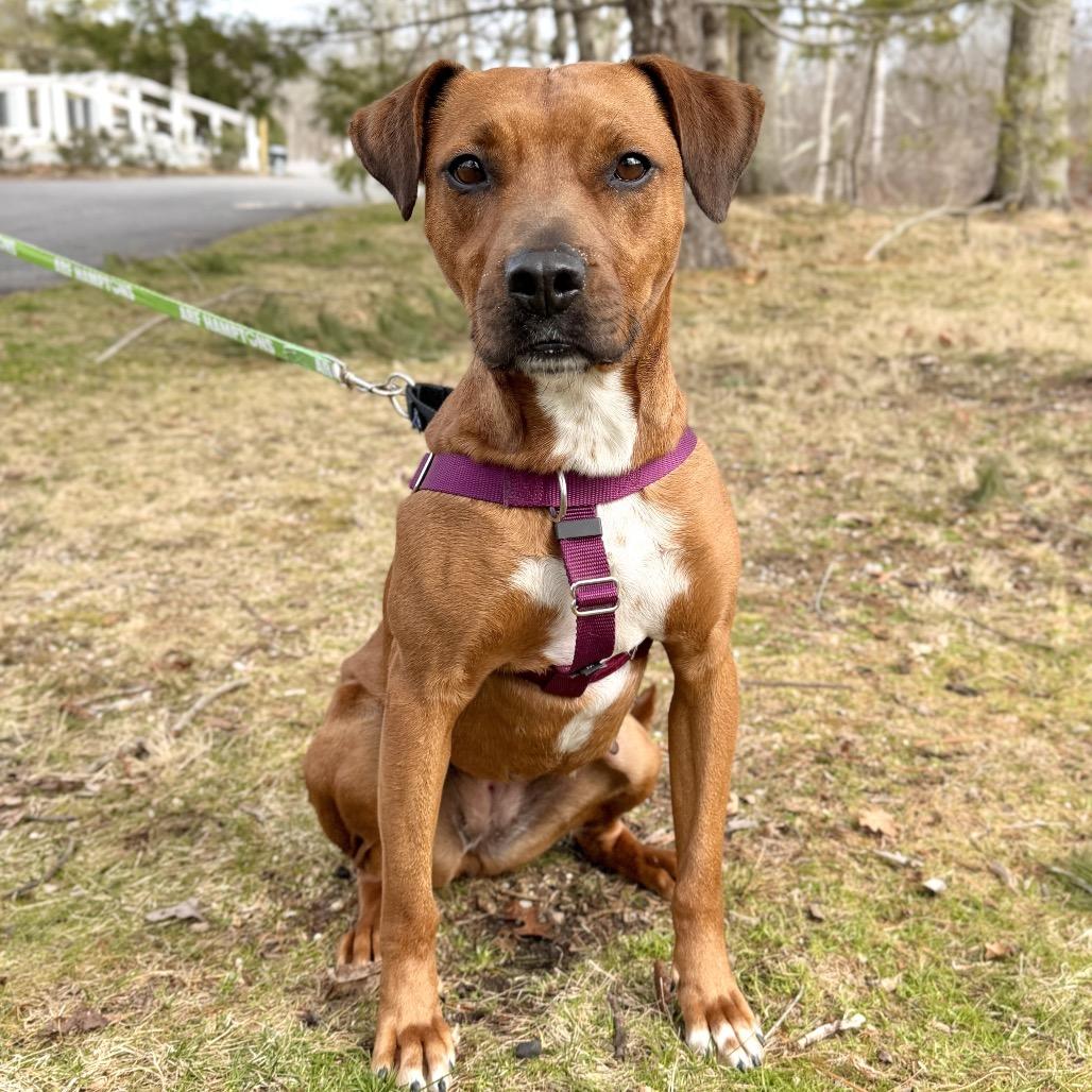 Ruby Red, a Adoptable Black Mouth Cur in East Hampton, NY image 2/6