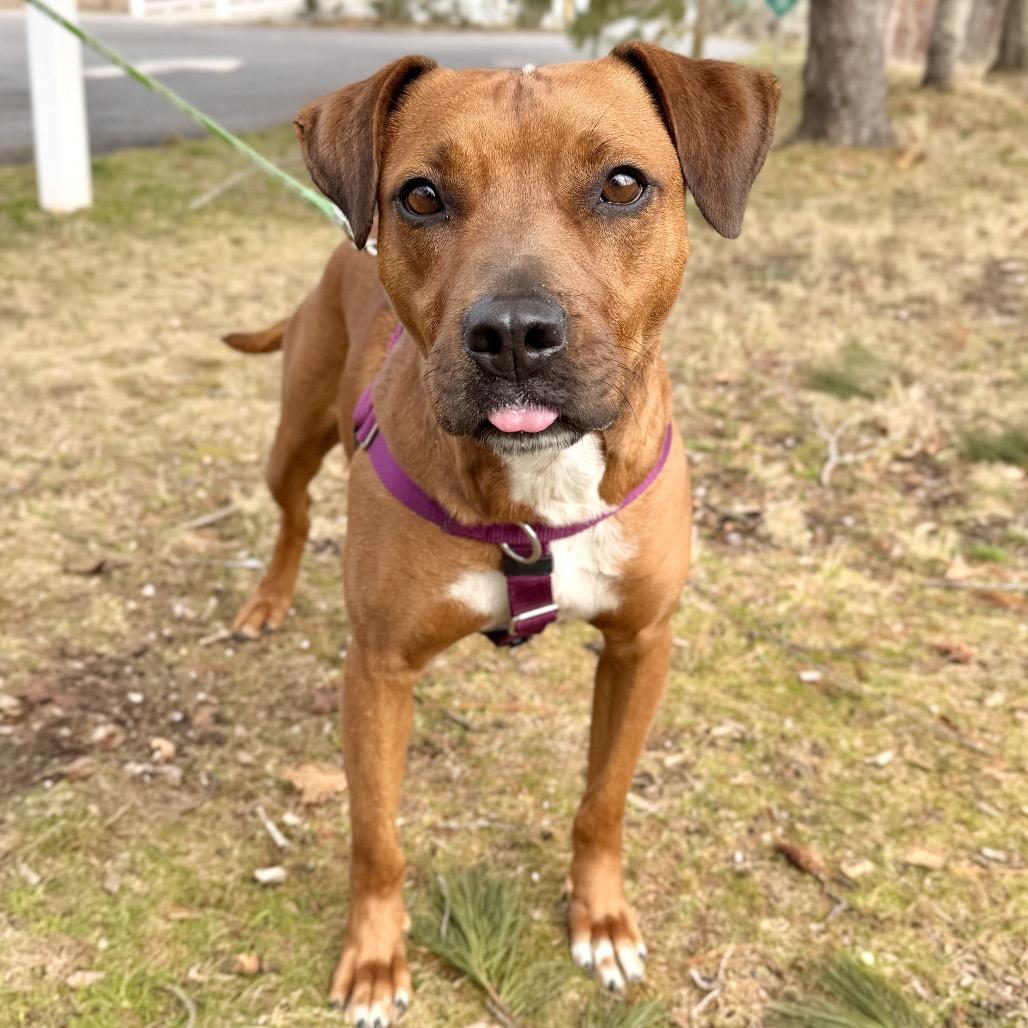 Ruby Red, a Adoptable Black Mouth Cur in East Hampton, NY image 3/6