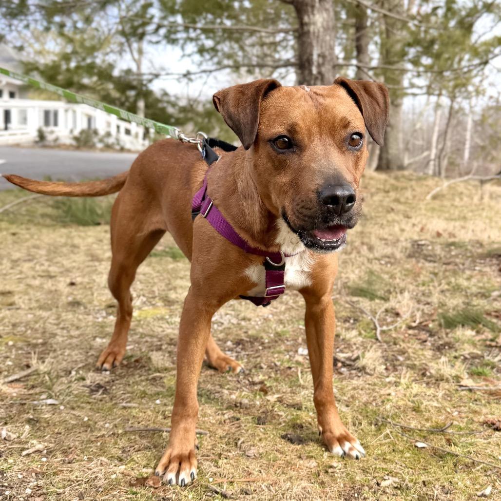 Ruby Red, a Adoptable Black Mouth Cur in East Hampton, NY image 4/6