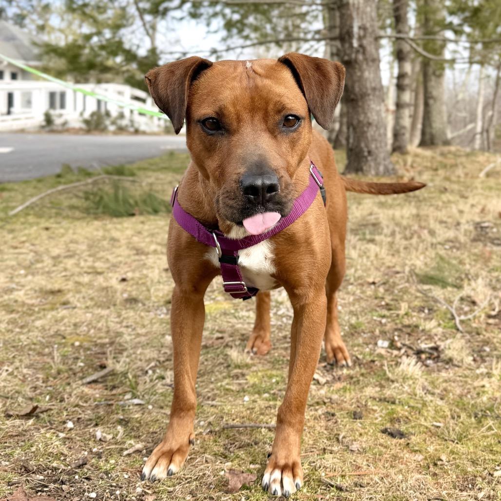Ruby Red, a Adoptable Black Mouth Cur in East Hampton, NY image 5/6