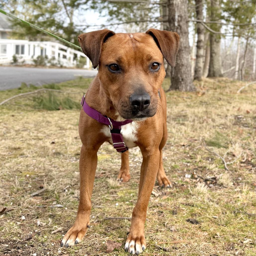 Ruby Red, a Adoptable Black Mouth Cur in East Hampton, NY image 6/6