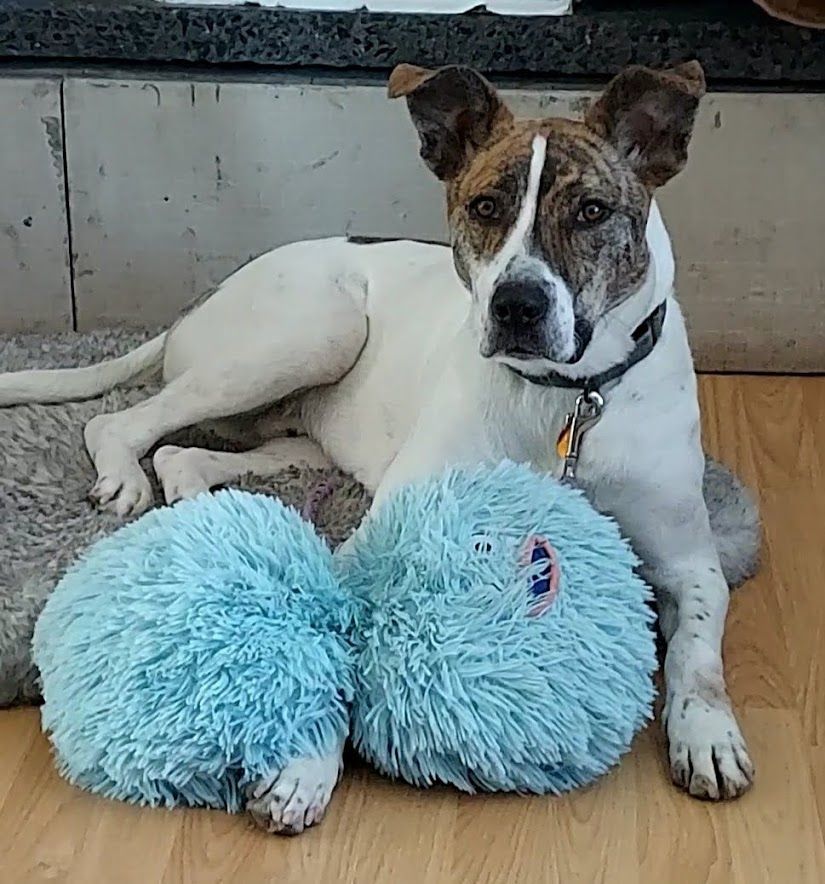 Bowie, Adoptable, Adult Male Pit Bull Terrier & Australian Cattle Dog / Blue Heeler.