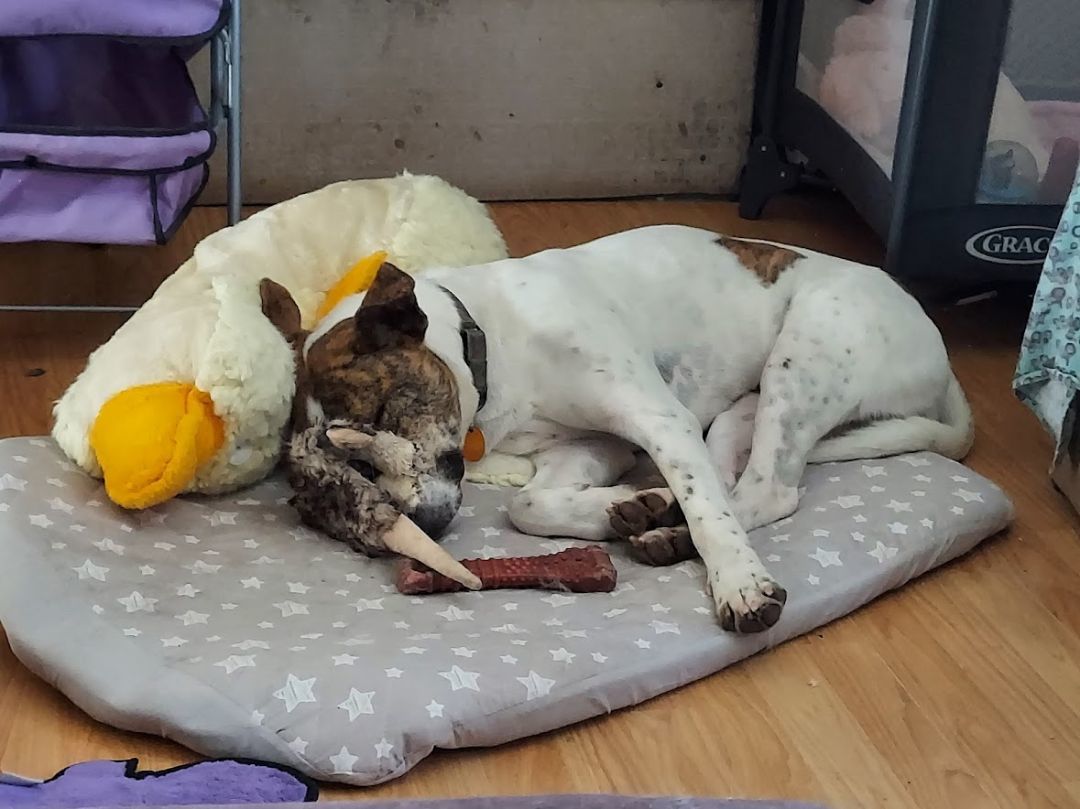 Bowie, a Adoptable mixed breed in Salt Lake City, UT image 2/12