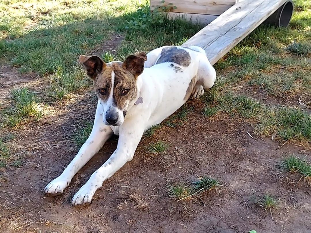 Bowie, a Adoptable mixed breed in Salt Lake City, UT image 3/12